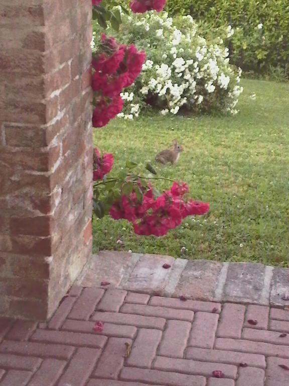 Bed and Breakfast Casa Rovelli Alfiano Natta Exterior foto